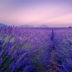 Lavender: The Fragrant Flower of Mediterranean Landscapes
