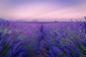Lavender: The Fragrant Flower of Mediterranean Landscapes