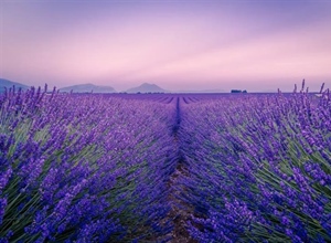 Lavender: The Fragrant Flower of Mediterranean Landscapes