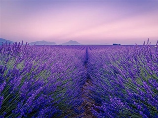 Lavender: The Fragrant Flower of Mediterranean Landscapes