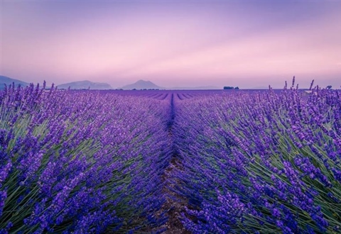 Lavender: The Fragrant Flower of Mediterranean Landscapes