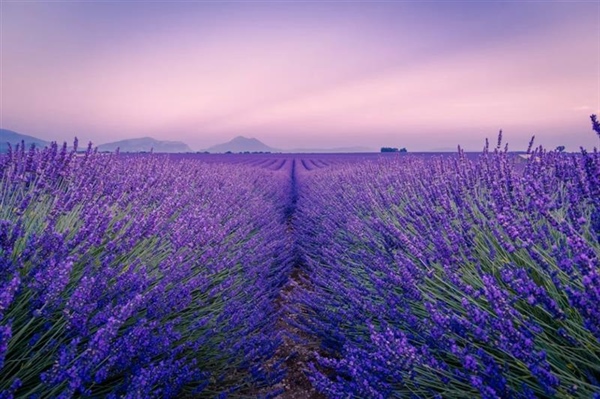 Lavender: The Fragrant Flower of Mediterranean Landscapes