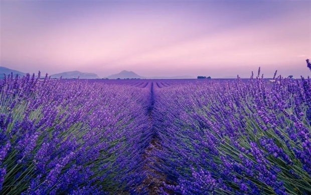 Lavender: The Fragrant Flower of Mediterranean Landscapes