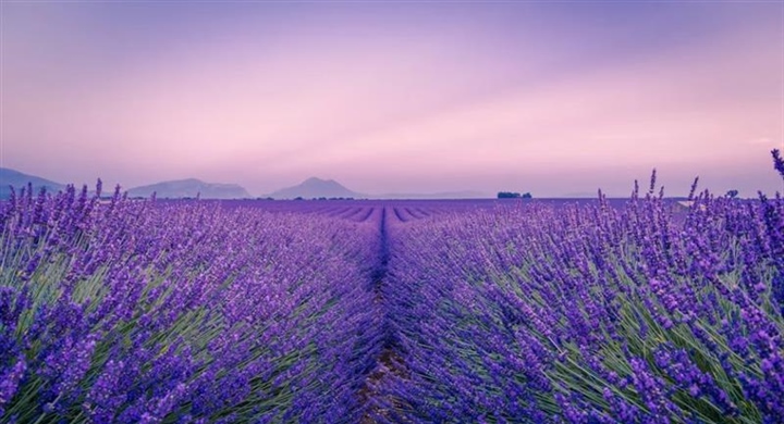 Lavender: The Fragrant Flower of Mediterranean Landscapes