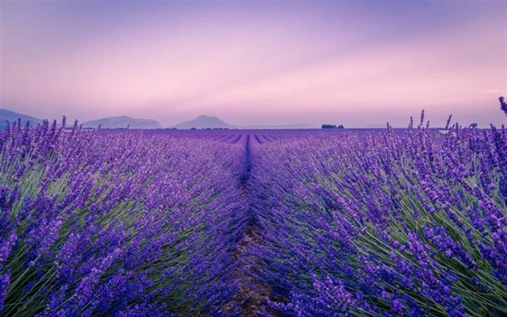 Lavender: The Fragrant Flower of Mediterranean Landscapes