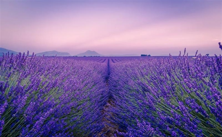 Lavender: The Fragrant Flower of Mediterranean Landscapes