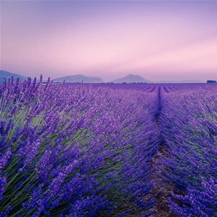Lavender: The Fragrant Flower of Mediterranean Landscapes