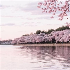 Cherry Blossoms: The Flowers That Turn Spring Into a Celebration