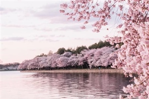 Cherry Blossoms: The Flowers That Turn Spring Into a Celebration