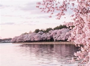 Cherry Blossoms: The Flowers That Turn Spring Into a Celebration