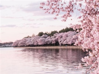 Cherry Blossoms: The Flowers That Turn Spring Into a Celebration