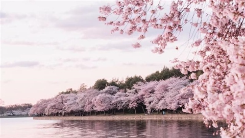 Cherry Blossoms: The Flowers That Turn Spring Into a Celebration