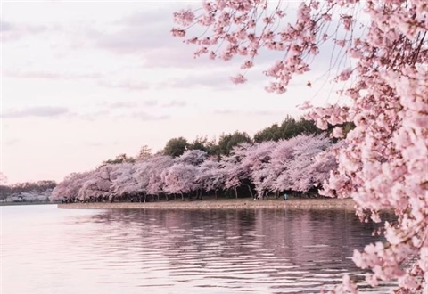 Cherry Blossoms: The Flowers That Turn Spring Into a Celebration