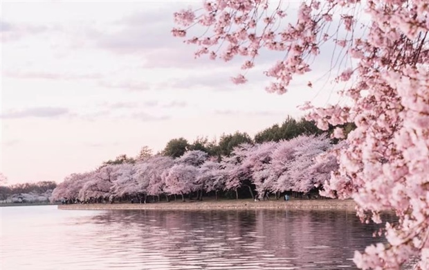 Cherry Blossoms: The Flowers That Turn Spring Into a Celebration
