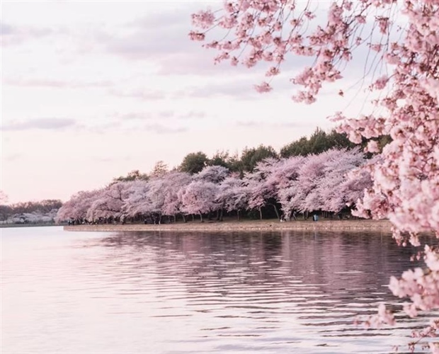 Cherry Blossoms: The Flowers That Turn Spring Into a Celebration