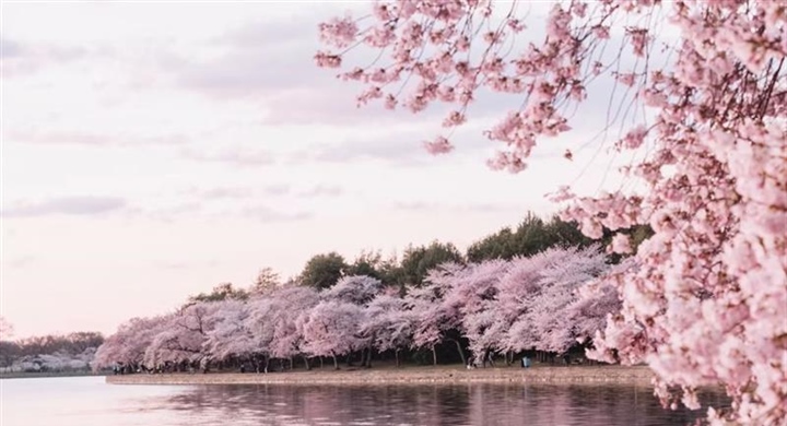 Cherry Blossoms: The Flowers That Turn Spring Into a Celebration