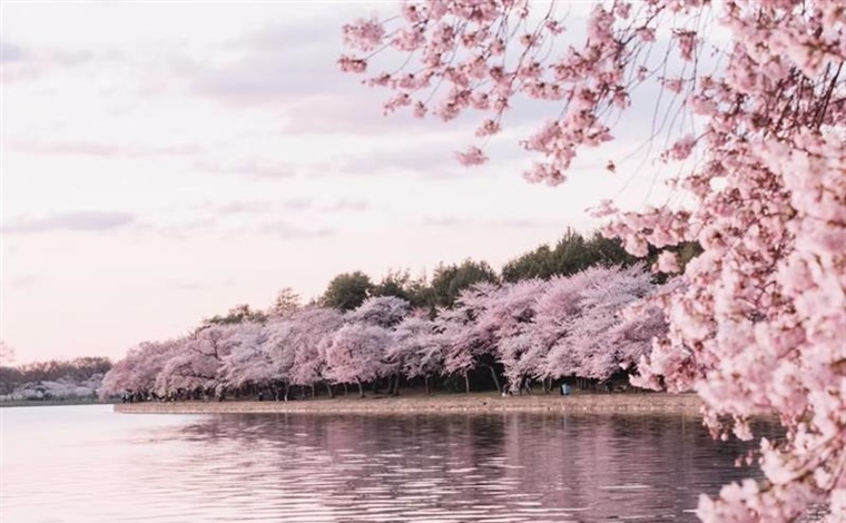 Cherry Blossoms: The Flowers That Turn Spring Into a Celebration