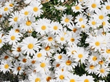 Daisies: Simple Flowers With Surprising Complexity