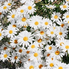 Daisies: Simple Flowers With Surprising Complexity