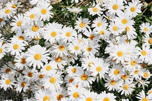 Daisies: Simple Flowers With Surprising Complexity