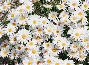 Daisies: Simple Flowers With Surprising Complexity