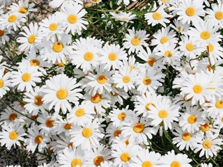 Daisies: Simple Flowers With Surprising Complexity