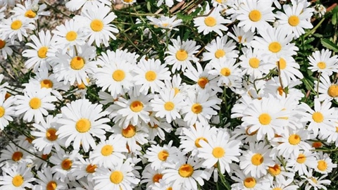 Daisies: Simple Flowers With Surprising Complexity