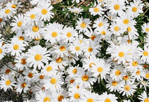 Daisies: Simple Flowers With Surprising Complexity