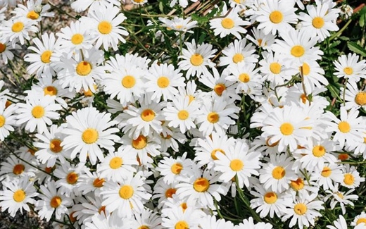 Daisies: Simple Flowers With Surprising Complexity