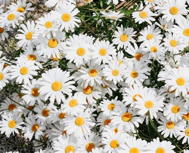 Daisies: Simple Flowers With Surprising Complexity