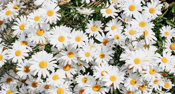 Daisies: Simple Flowers With Surprising Complexity