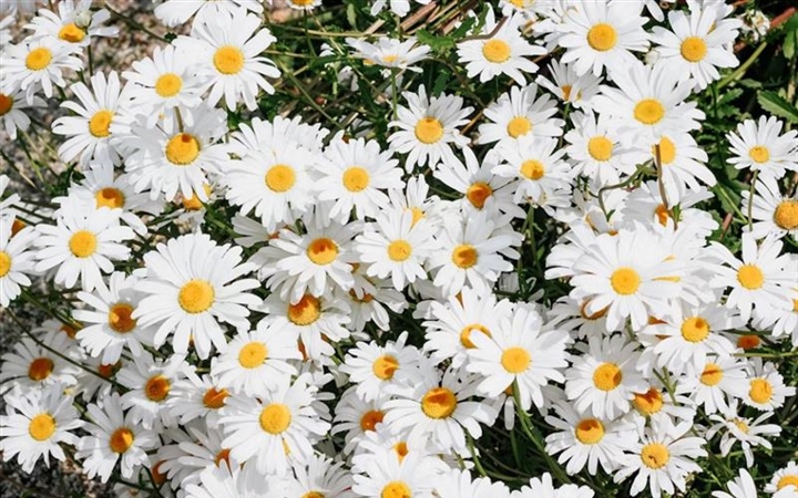 Daisies: Simple Flowers With Surprising Complexity