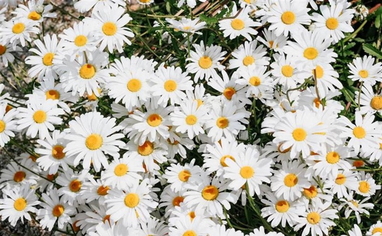 Daisies: Simple Flowers With Surprising Complexity