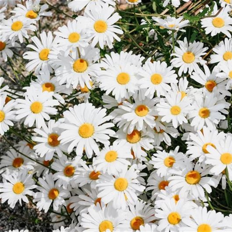 Daisies: Simple Flowers With Surprising Complexity