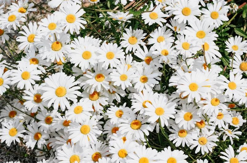 Daisies: Simple Flowers With Surprising Complexity