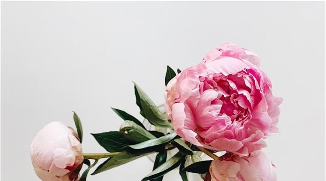 Peonies: Luxurious Flowers With Generations of Garden History