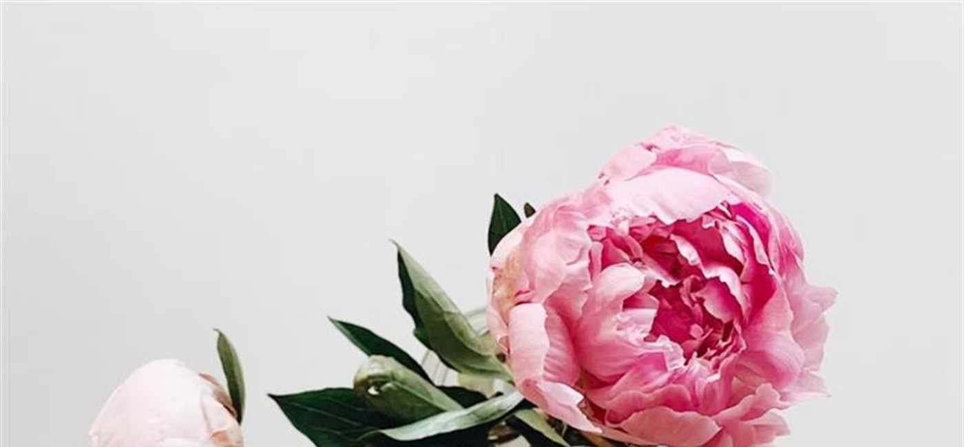 Peonies: Luxurious Flowers With Generations of Garden History