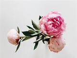 Peonies: Luxurious Flowers With Generations of Garden History