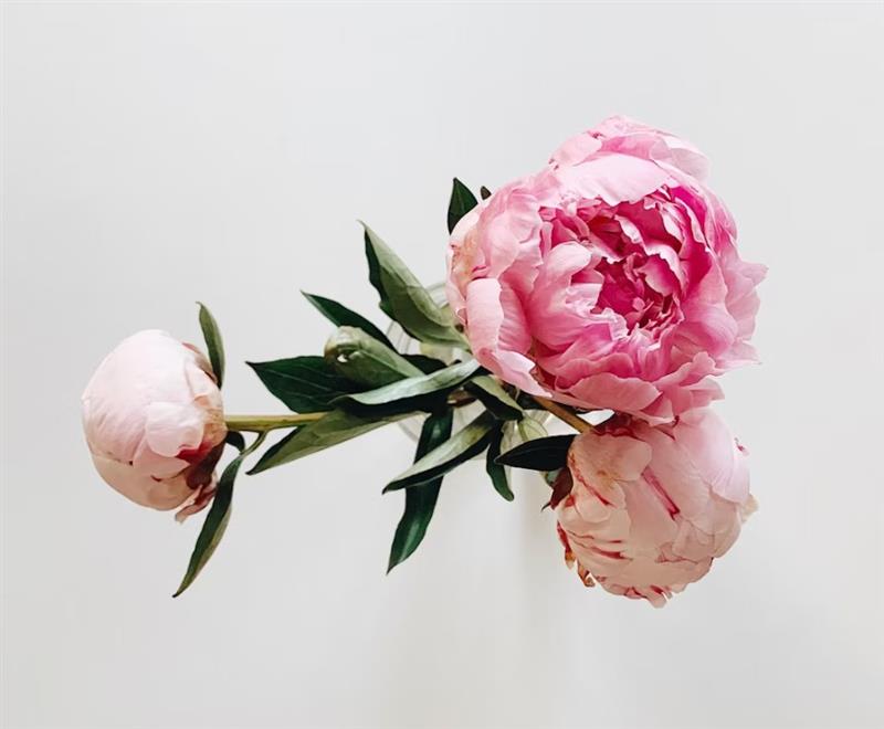 Peonies: Luxurious Flowers With Generations of Garden History