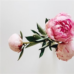 Peonies: Luxurious Flowers With Generations of Garden History
