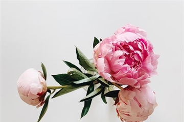 Peonies: Luxurious Flowers With Generations of Garden History