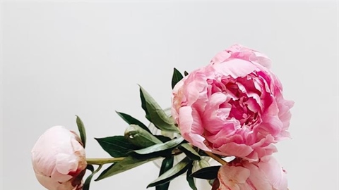 Peonies: Luxurious Flowers With Generations of Garden History