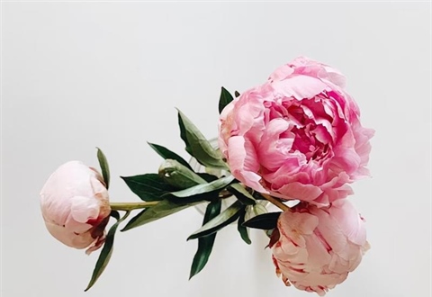 Peonies: Luxurious Flowers With Generations of Garden History