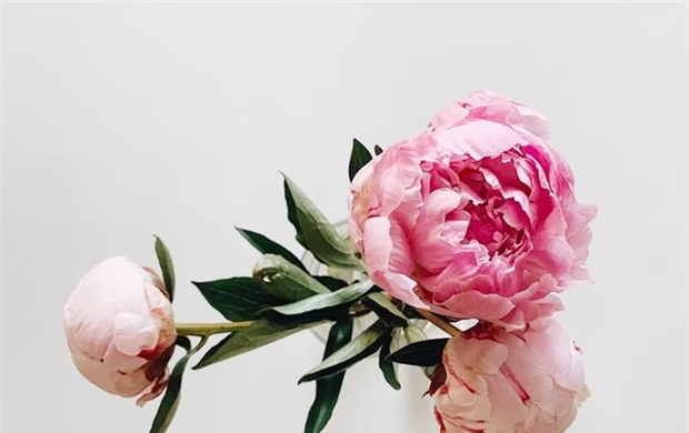 Peonies: Luxurious Flowers With Generations of Garden History