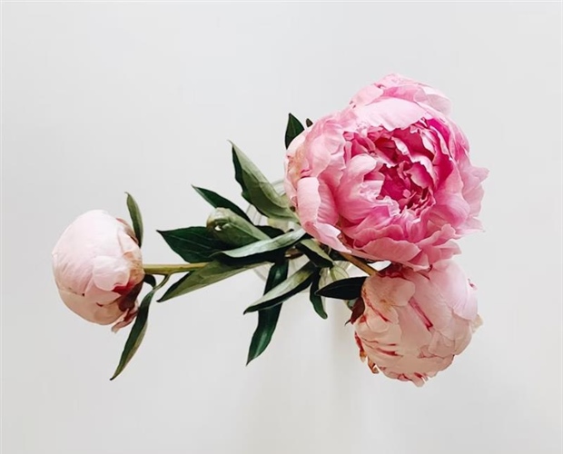 Peonies: Luxurious Flowers With Generations of Garden History