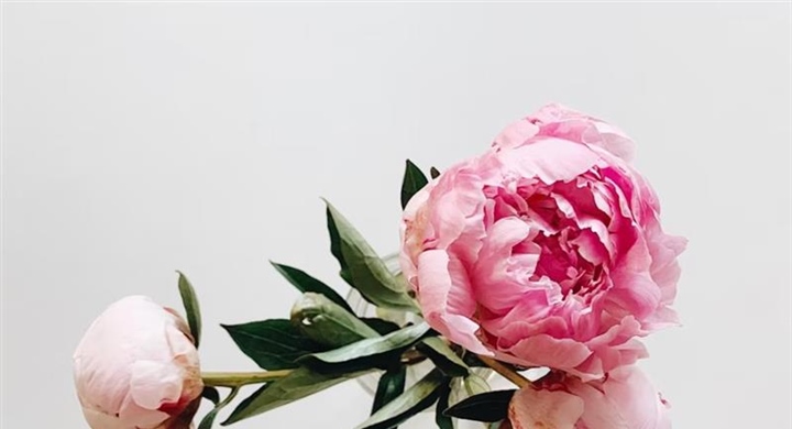 Peonies: Luxurious Flowers With Generations of Garden History