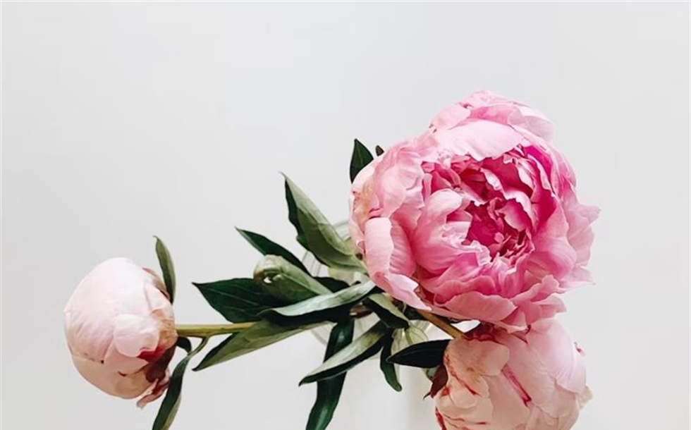 Peonies: Luxurious Flowers With Generations of Garden History