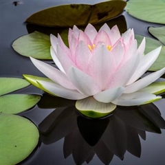 Lotus Flowers: Beauty Rising From the Water