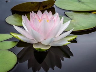 Lotus Flowers: Beauty Rising From the Water