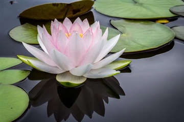 Lotus Flowers: Beauty Rising From the Water